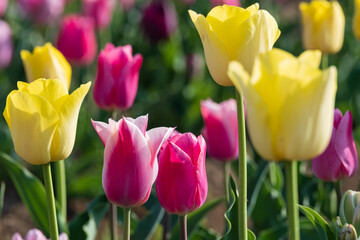 カラフルなチューリップの花が満開の花壇