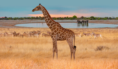 Giraffe walking in yellow grass - Group of zebras on the yellow meadow at Etosha national park -...