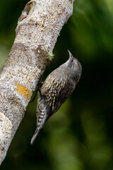 White-throated Treecreeper in Queensland Australia