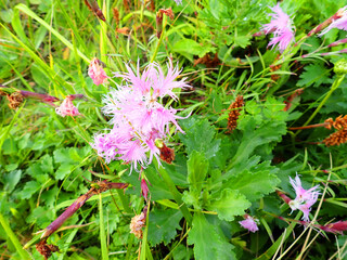 Cape tour course in Rebun island, Hokkaido, Japan