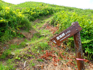 Cape tour course in Rebun island, Hokkaido, Japan
