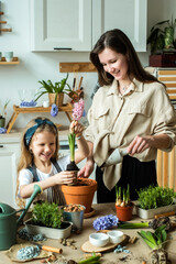 girl and woman transplant flowers and indoor plants. plant bulbs, hyacinths, microgreens together