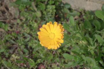 yellow flower in the grass