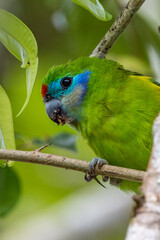 Double-eyed Fig Parrot in Queensland Australia