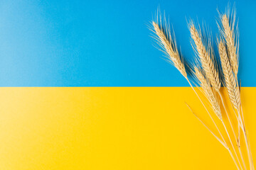 Ears of wheat on the national flag of independence Ukraine. Freedom blue and energizing yellow...