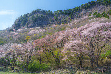 奈良【屏風岩公苑の桜】　
