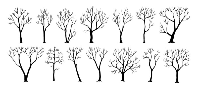 Naked trees. Black silhouettes of plants with trunks and bare branches. Wood shadow. Cold season nature. Winter and autumn environment. Dead twigs. Vector dry woodland elements set