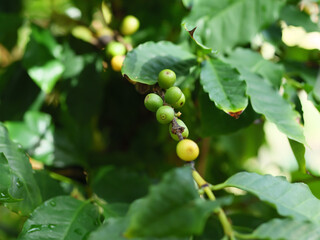 コーヒー豆の生るコーヒーノキ
