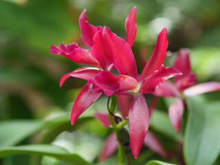 珍しい品種の洋蘭、レリア・ゴールディアナ
