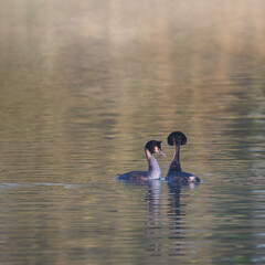Stunning image of Great Crested Grebes Podiceps Aristatus during mating season in Spring on misty calm lake surface