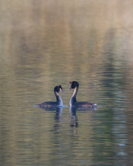 Stunning image of Great Crested Grebes Podiceps Aristatus during mating season in Spring on misty calm lake surface
