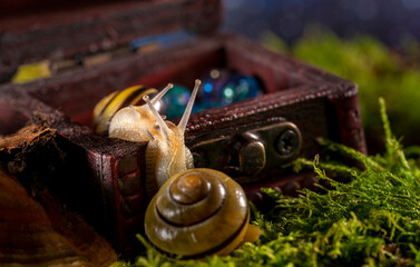 Two cute snails found an antique mystery treasure box in the wood