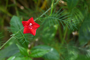 Close up of a red trumpet flower of a cypress vine