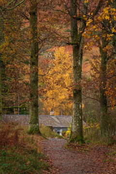 Stunning Autumn forest landscape image of cabin in the woods surrounded by tall golden trees