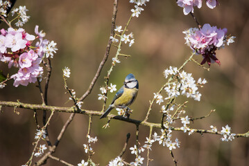 Colorful Spring image of Blue Tit Cyanistes Caerulueus bird on flowering pink blossom tree and hawthorn bush in woodland landscape setting