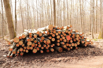 a fresh wood polter at the edge of the forest