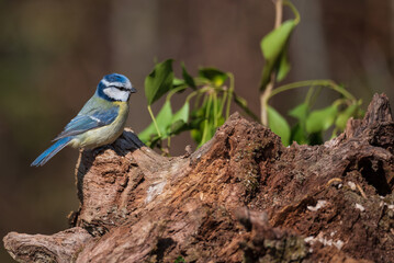 Gorgeous Spring landscape image of Blue Tit Cyanistes Caeruleus bird in forest perched on tree branch
