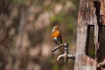Beautiful vibrant colorful Springtime image of Robin Red breast bird Erithacus Rubecula in landscape