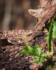 Beautiful close up image of Dunnock bird Prunella Modularis in undergrowth in woodland landscape setting
