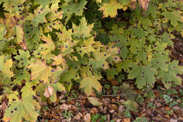 Lot of maple leaves affected by the pathogen Rhytisma acerinum in the form of black spots