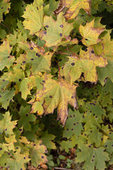 Maple leaves affected by a fungus pathogen of plants in the park area