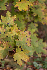 Several maple leaves infected with a plant pathogen on a blurred natural background