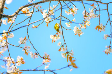 野鳥と桜　春空風景(水前寺成趣園)
Wild birds and cherry blossoms Spring sky scenery...