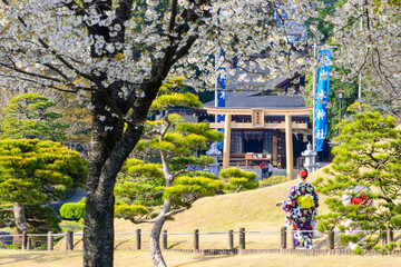 桜咲く神社鳥居風景(出水神社・水前寺成趣園)
Sakura blooming shrine torii scenery...