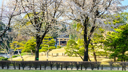 桜咲く日本庭園・観光風景(出水神社・水前寺成趣園)
Sakura blooming Japanese...