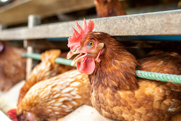 Chickens breed eggs, The chicken took its head out of the cage to eat. chicken breed in the farm, selective point and blurred background