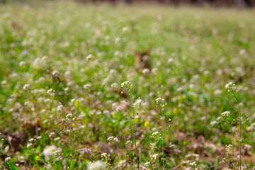 white wild flowers blooming in the fields