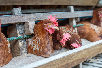 Chickens breed eggs, The chicken took its head out of the cage to eat. chicken breed in the farm, selective point and blurred background
