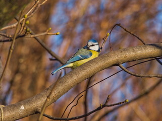 The Eurasian blue tit (Cyanistes caeruleus). Eurasian blue tit on a branch. Small colorful bird on a twig. Tiny blue and yellow songbird