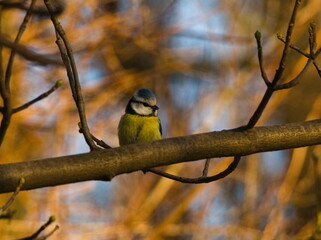 The Eurasian blue tit (Cyanistes caeruleus). Eurasian blue tit on a branch. Small colorful bird on a twig. Tiny blue and yellow songbird