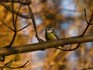 The Eurasian blue tit (Cyanistes caeruleus). Eurasian blue tit on a branch. Small colorful bird on a twig. Tiny blue and yellow songbird