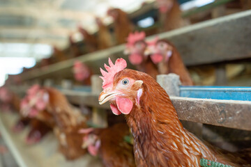 Chickens breed eggs, The chicken took its head out of the cage to eat. chicken breed in the farm, selective point and blurred background