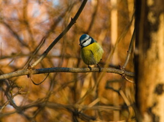 The Eurasian blue tit (Cyanistes caeruleus). Eurasian blue tit on a branch. Small colorful bird on a twig. Tiny blue and yellow songbird