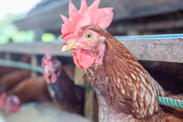 Chickens breed eggs, The chicken took its head out of the cage to eat. chicken breed in the farm, selective point and blurred background