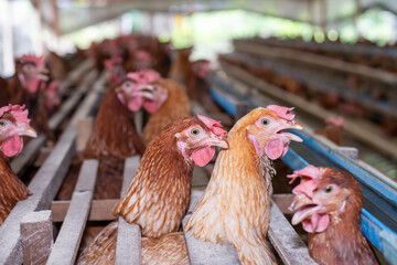 Chickens breed eggs, The chicken took its head out of the cage to eat. chicken breed in the farm, selective point and blurred background