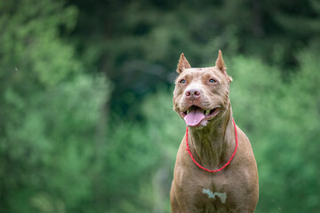 Portrait of a beautiful thoroughbred pit bull terrier on a summer field.