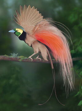Raggiana Bird of Paradise Displaying in Papua New Guinea - Bird Sitting on the Branch, Papua New Guinea.