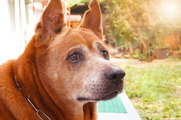 old red brown Thai dog with white hair on his face sits outdoor in the garden waiting for  his owner comeback home