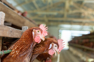 Chickens breed eggs, The chicken took its head out of the cage to eat. chicken breed in the farm, selective point and blurred background