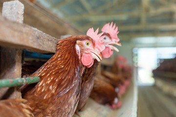 Chickens breed eggs, The chicken took its head out of the cage to eat. chicken breed in the farm, selective point and blurred background