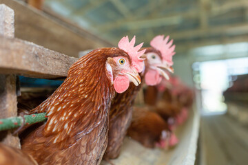 Chickens breed eggs, The chicken took its head out of the cage to eat. chicken breed in the farm, selective point and blurred background