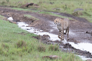 cheetah crossing a wet dirt track 
