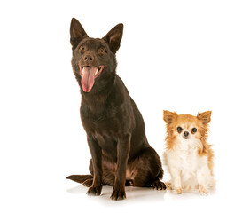 Australian Kelpie and chihuahua in studio