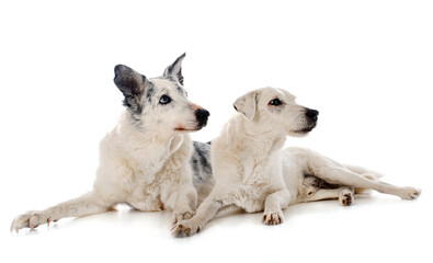 parson russell terrier and border collie