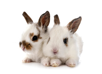 miniature rabbits in studio