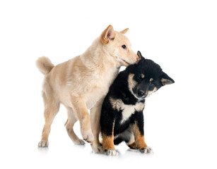 shiba inus in studio